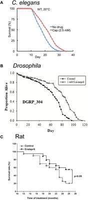 Control of aging by the renin–angiotensin system: a review of C. elegans, Drosophila, and mammals